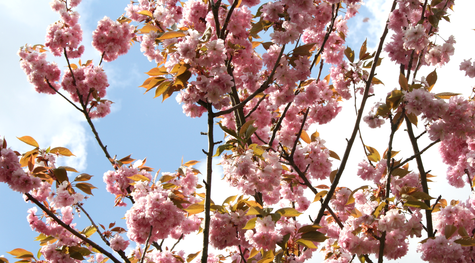 KirschblütentraumBeitragsbild